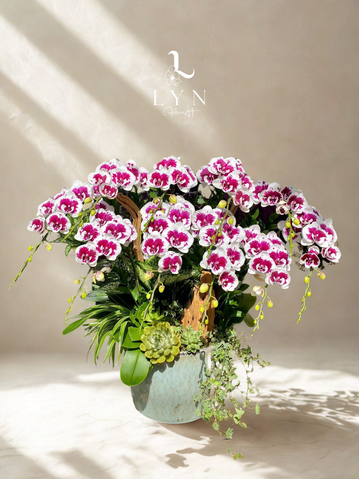 Chậu Lan 2358 Lũa